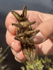 Lethocerus americanus