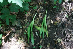 Colchicum umbrosum