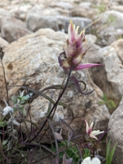 Castilleja raupii