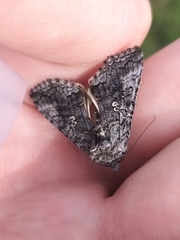 Syngrapha interrogationis