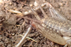 Velarifictorus micado