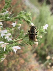 Anthidium manicatum