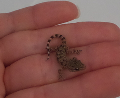 Tarentola mauritanica