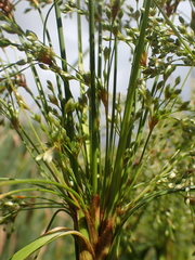 Scirpus cyperinus