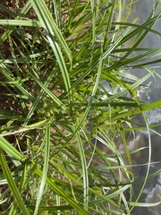 Cyperus odoratus