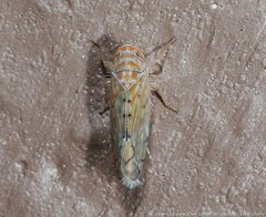 Osbornellus rotundus