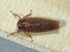 Texananus longipennis