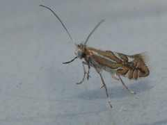 Phyllonorycter