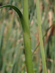 Scirpus cyperinus