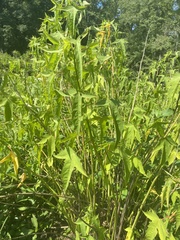 Hibiscus laevis
