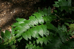 Polygonatum orientale