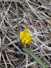 Tulipa uniflora