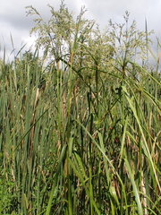 Scirpus cyperinus