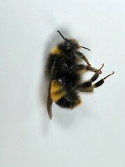 Bombus terricola