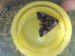 Syngrapha interrogationis