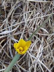 Tulipa uniflora
