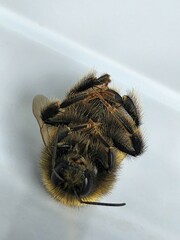 Bombus terricola