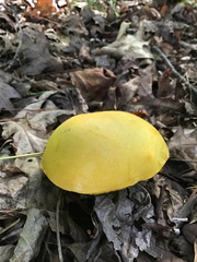 Retiboletus
