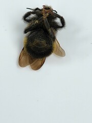 Bombus terricola