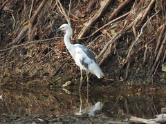 Egretta caerulea × thula