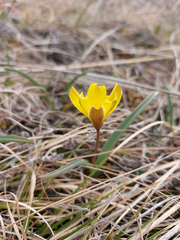 Tulipa uniflora
