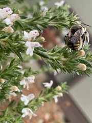 Anthidium manicatum