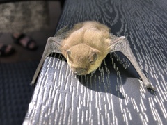 Pipistrellus pipistrellus
