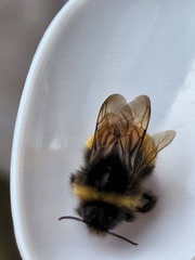 Bombus terricola