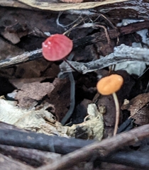 Marasmius haematocephalus