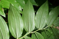 Polygonatum orientale