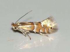 Phyllonorycter