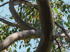 Bolemoreus frenatus