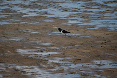 Haematopus longirostris