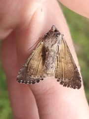 Syngrapha interrogationis