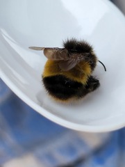 Bombus terricola