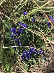 Gentiana pneumonanthe