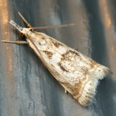 Microcrambus elegans