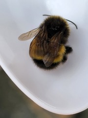 Bombus terricola