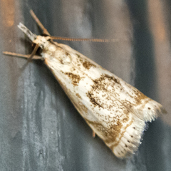 Microcrambus elegans