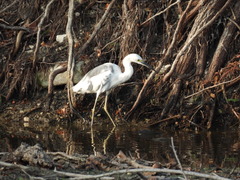 Egretta caerulea × thula