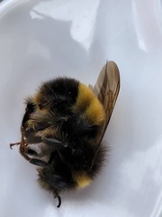 Bombus terricola