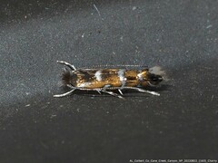 Phyllonorycter diversella