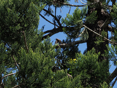 Myzomela obscura