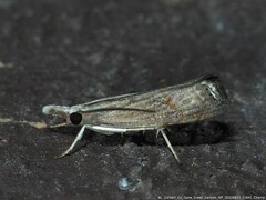 Parapediasia teterrellus