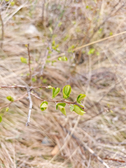 Spiraea chamaedryfolia
