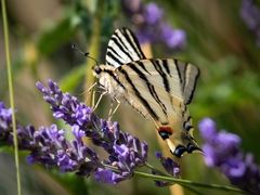 Iphiclides podalirius
