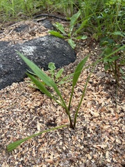 Alisma