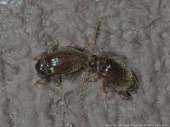 Ptilodactyla