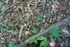 Carabus scabrosus tauricus