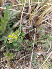 Odontarrhena obovata